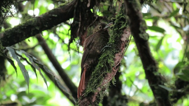 シロボシオニキバシリ（aequatorialis グループ） - ML200925771