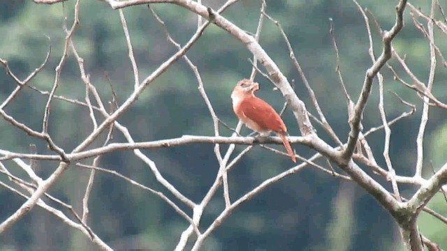 Коричневый бекард - ML200925791