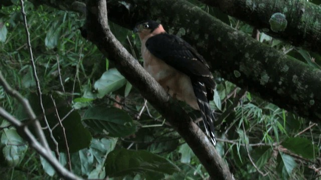 Barred Forest-Falcon - ML200925821