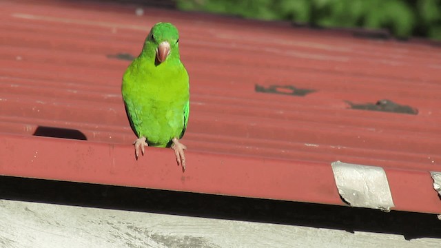 Orange-chinned Parakeet - ML200925921