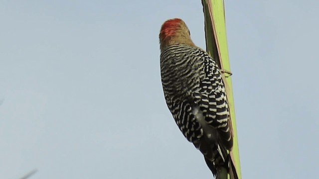 Red-crowned Woodpecker - ML200925931