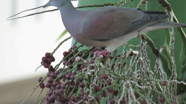 Pale-vented Pigeon - ML200925951