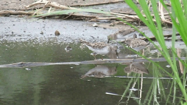 Least Sandpiper - ML200926021