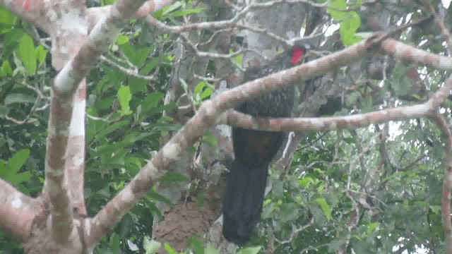 Crested Guan - ML200926031