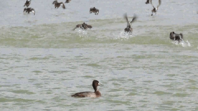 Lesser Scaup - ML200926081