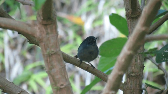 Slaty Flowerpiercer - ML200926131