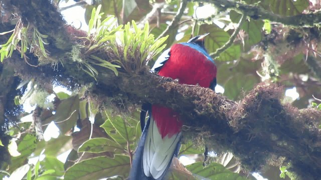 Quetzal resplendissant - ML200926191