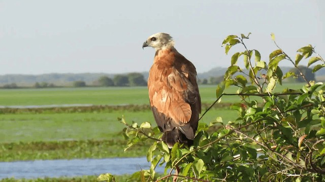 Black-collared Hawk - ML200926221