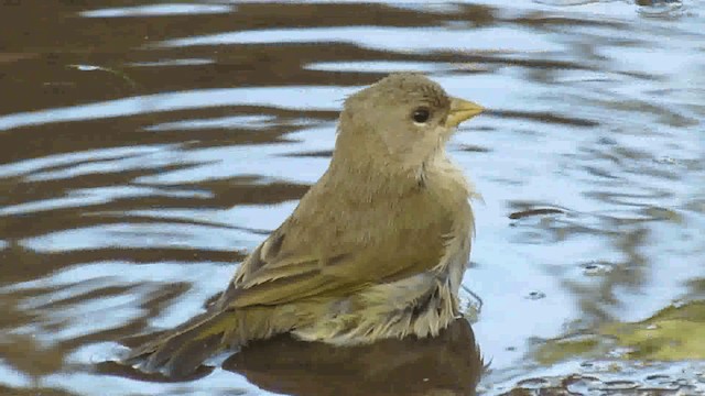 Orange-fronted Yellow-Finch - ML200926301