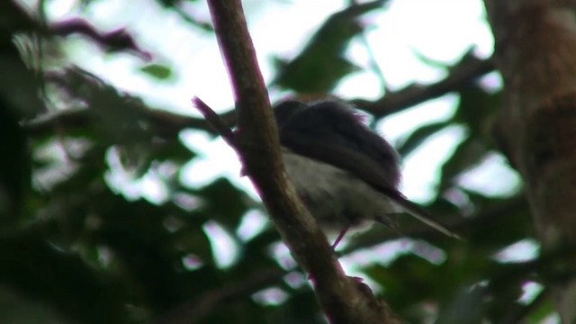 Melanesian Flycatcher - ML200926341