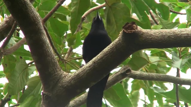 New Caledonian Crow - ML200926361