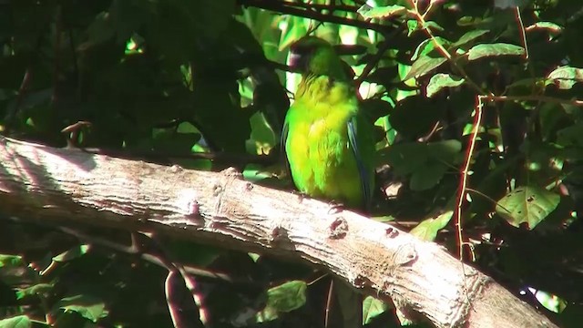 Yeşil Başlı Sorguçlu Papağan - ML200926391