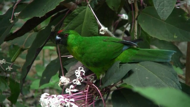 Yeşil Başlı Sorguçlu Papağan - ML200926401