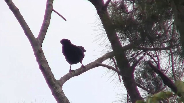 Corbeau calédonien - ML200926411