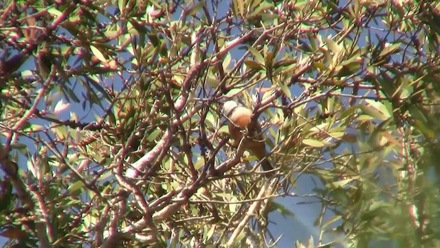 Rufous Whistler - ML200926431