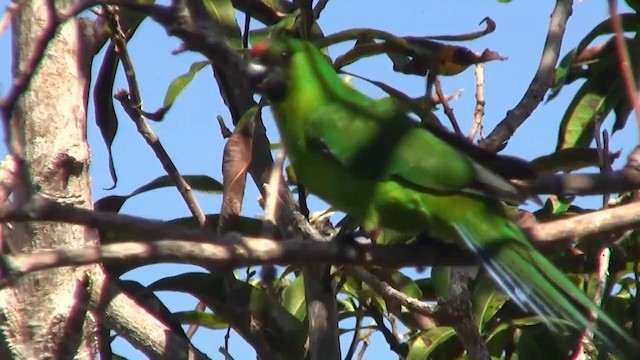 Yeşil Başlı Sorguçlu Papağan - ML200926491