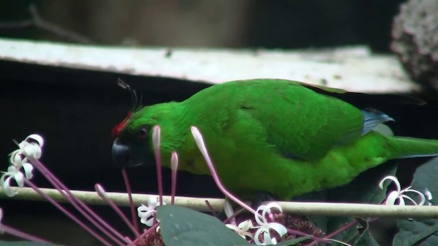 Yeşil Başlı Sorguçlu Papağan - ML200926501