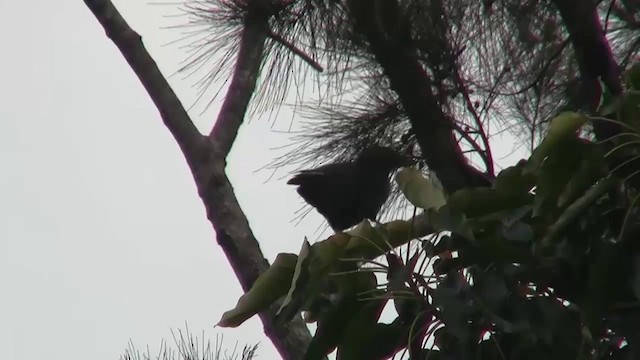 Corbeau calédonien - ML200926511