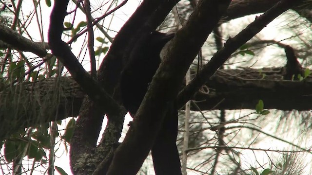 New Caledonian Crow - ML200926521