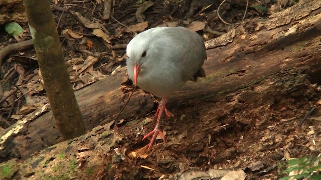 Kagu - ML200926571