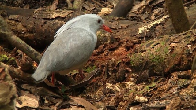 Kagu - ML200926581