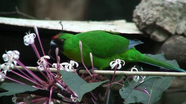 Yeşil Başlı Sorguçlu Papağan - ML200926601