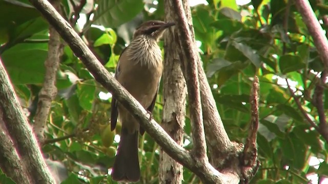 カレドニアハゲミツスイ - ML200926631