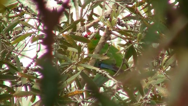 New Caledonian Parakeet - ML200926651