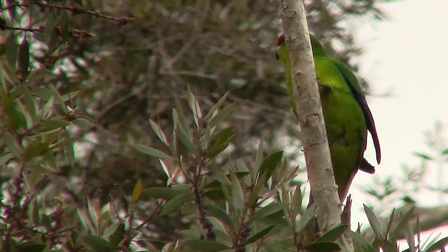 ニューカレドニアハシインコ - ML200926661