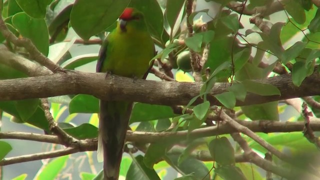 New Caledonian Parakeet - ML200926671