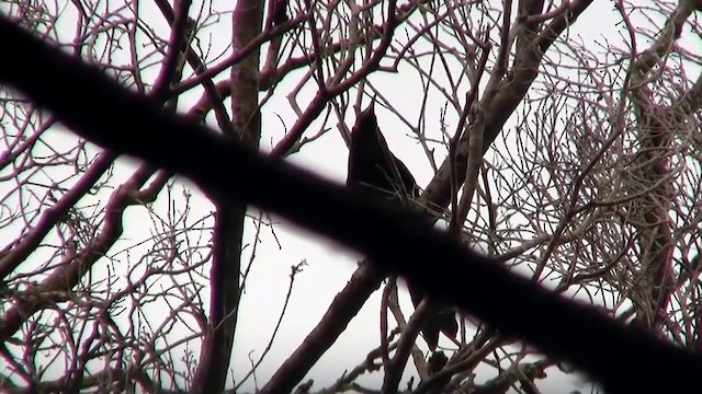 Crow Honeyeater - ML200926731