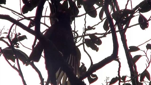 Crow Honeyeater - ML200926741