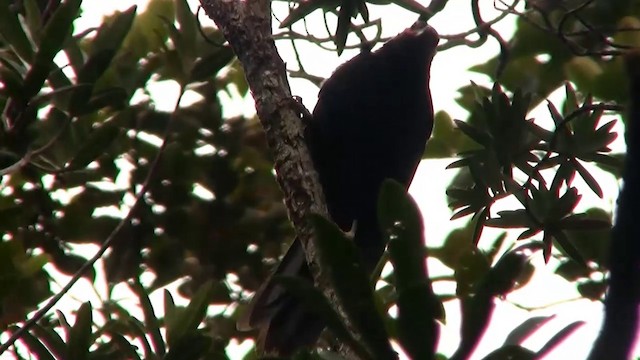 Crow Honeyeater - ML200926751