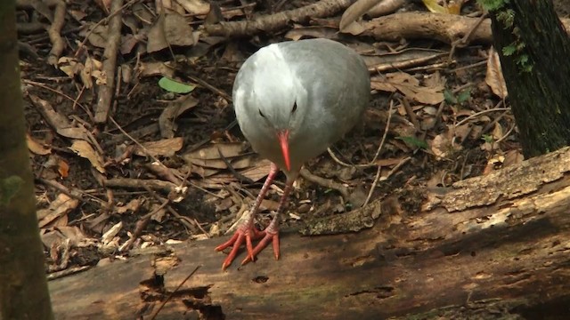 kagu chocholatý - ML200926801