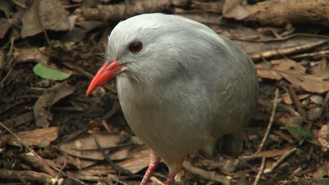 kagu chocholatý - ML200926811