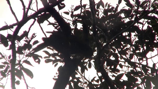 Crow Honeyeater - ML200926821