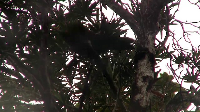 Crow Honeyeater - ML200926831