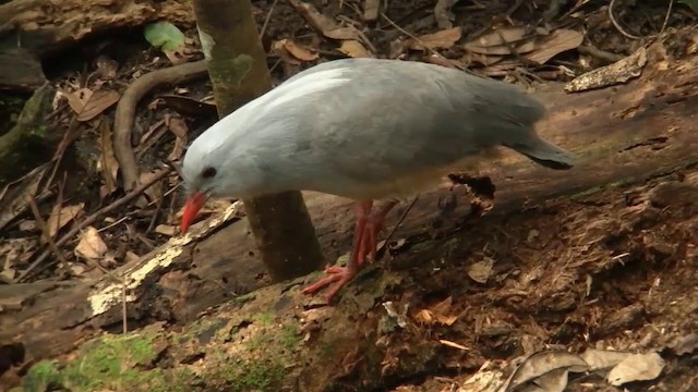 kagu chocholatý - ML200926911