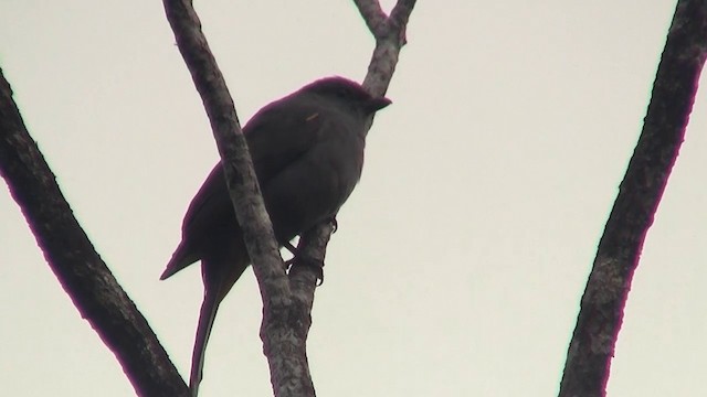 New Caledonian Cuckooshrike - ML200926931