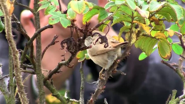 Asian Desert Warbler - ML200927001