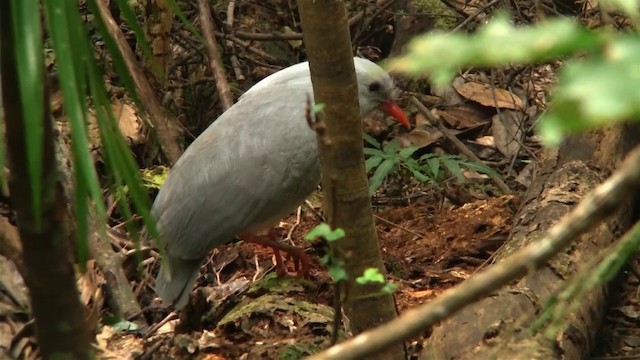 kagu chocholatý - ML200927011