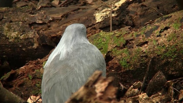 kagu chocholatý - ML200927021