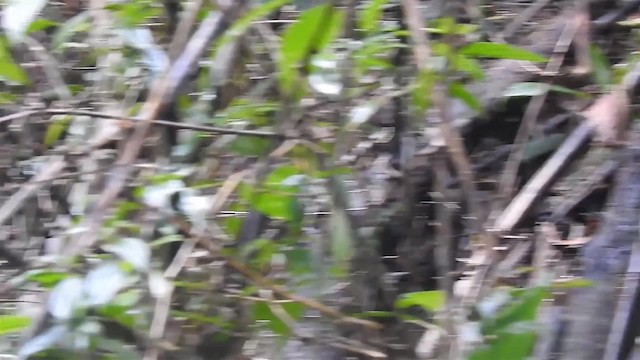 White-bibbed Antbird - ML200927091