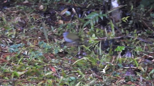 White-browed Warbler - ML200927121