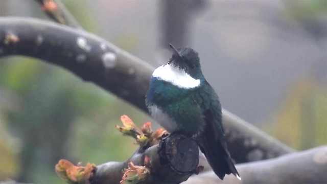 White-throated Hummingbird - ML200927151