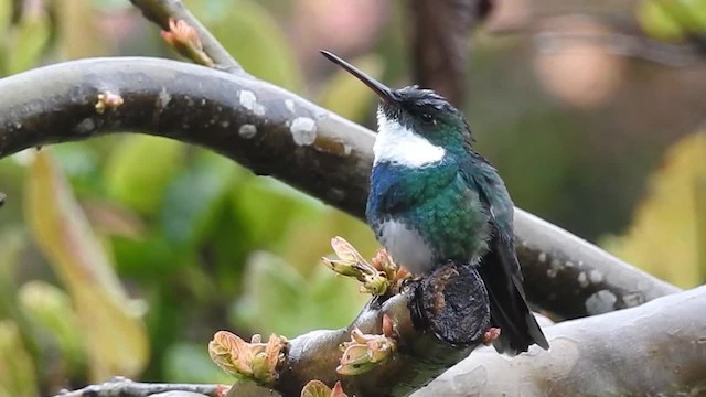 White-throated Hummingbird - ML200927161