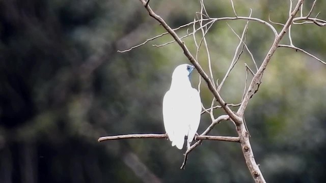 Bare-throated Bellbird - ML200927201