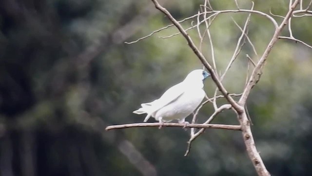 Bare-throated Bellbird - ML200927211