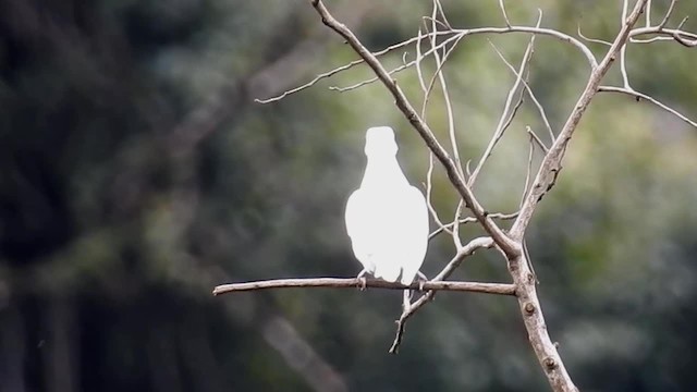 Bare-throated Bellbird - ML200927241