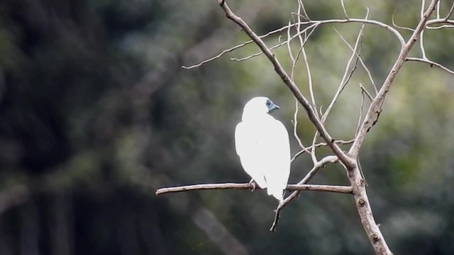 Bare-throated Bellbird - ML200927251